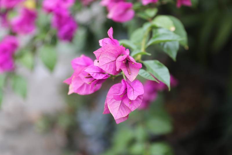 三角梅绽放 绿叶相伴图片