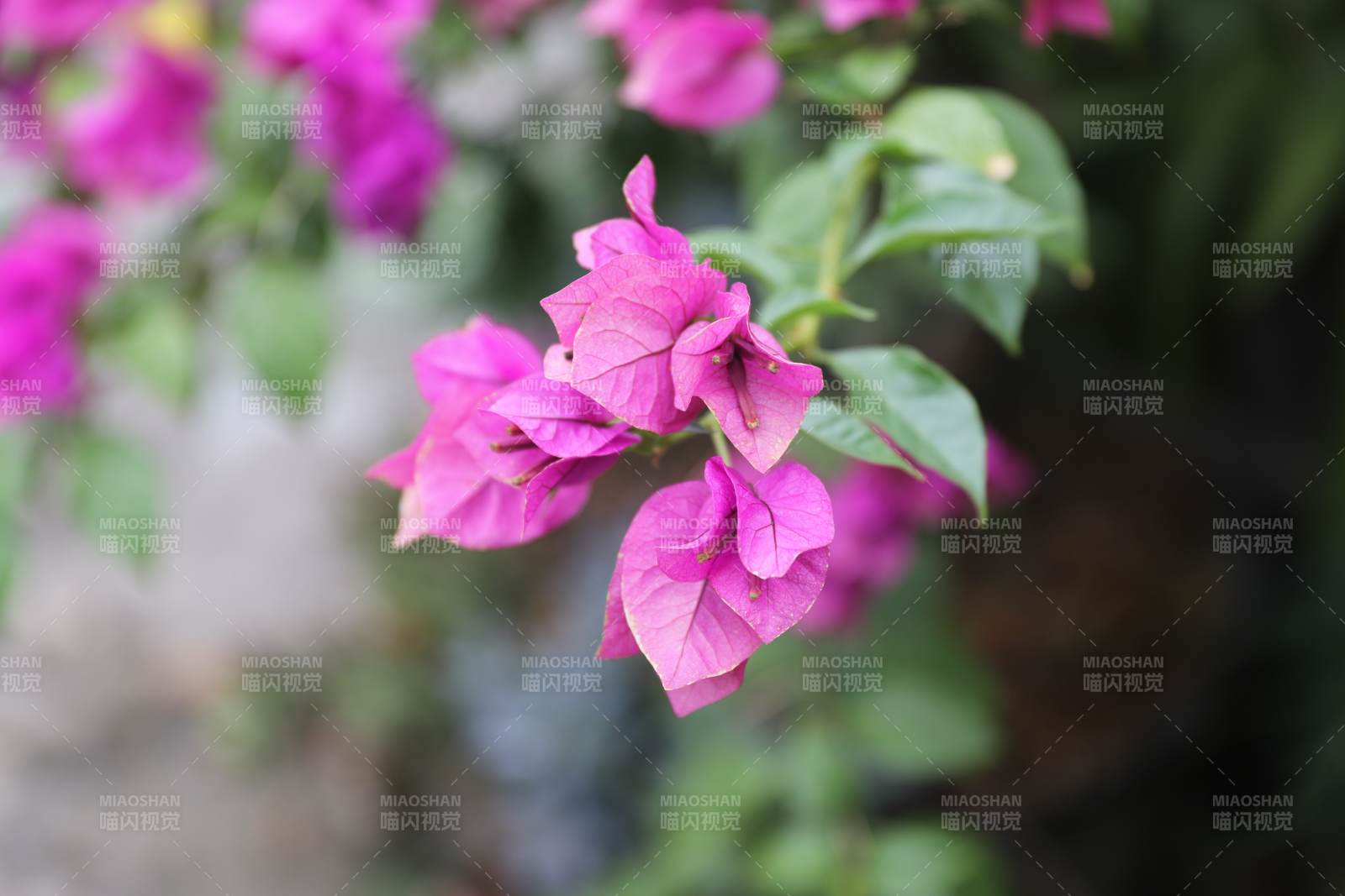 三角梅绽放 绿叶相伴图片