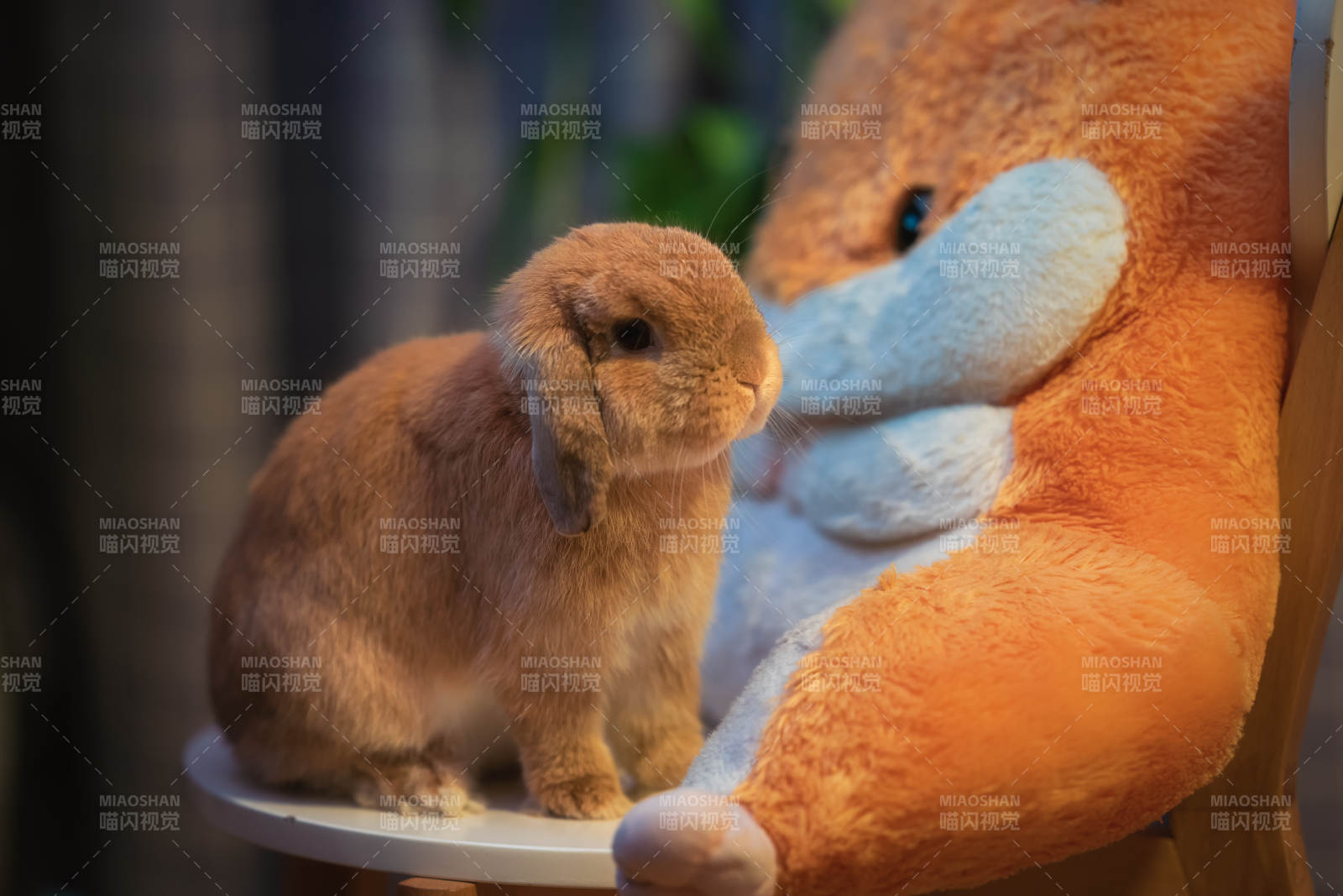 小兔与毛绒熊相伴图片