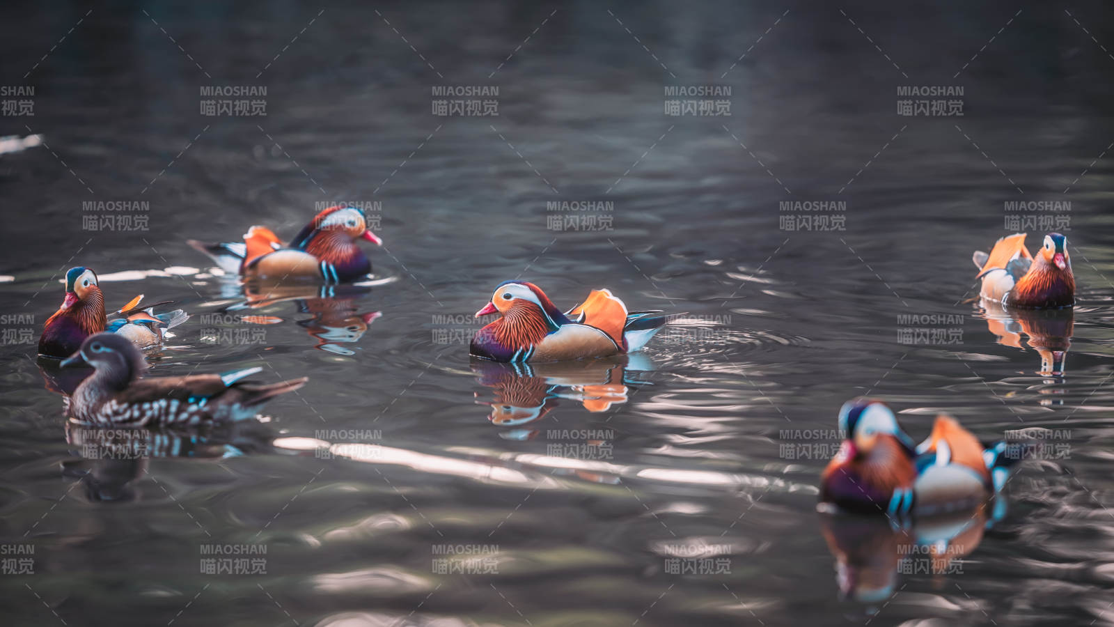 西湖鸳鸯戏水图片