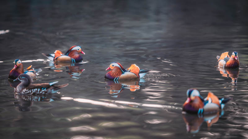 西湖鸳鸯戏水图片