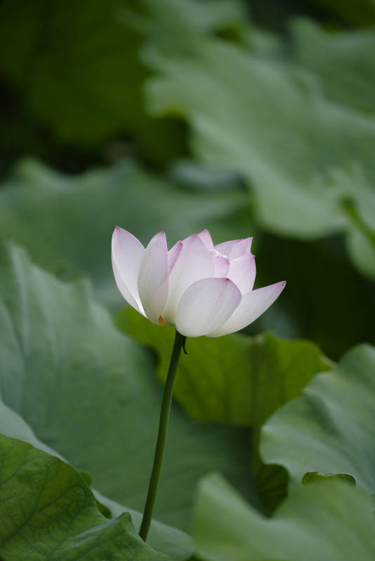 荷花绽放绿叶间图片