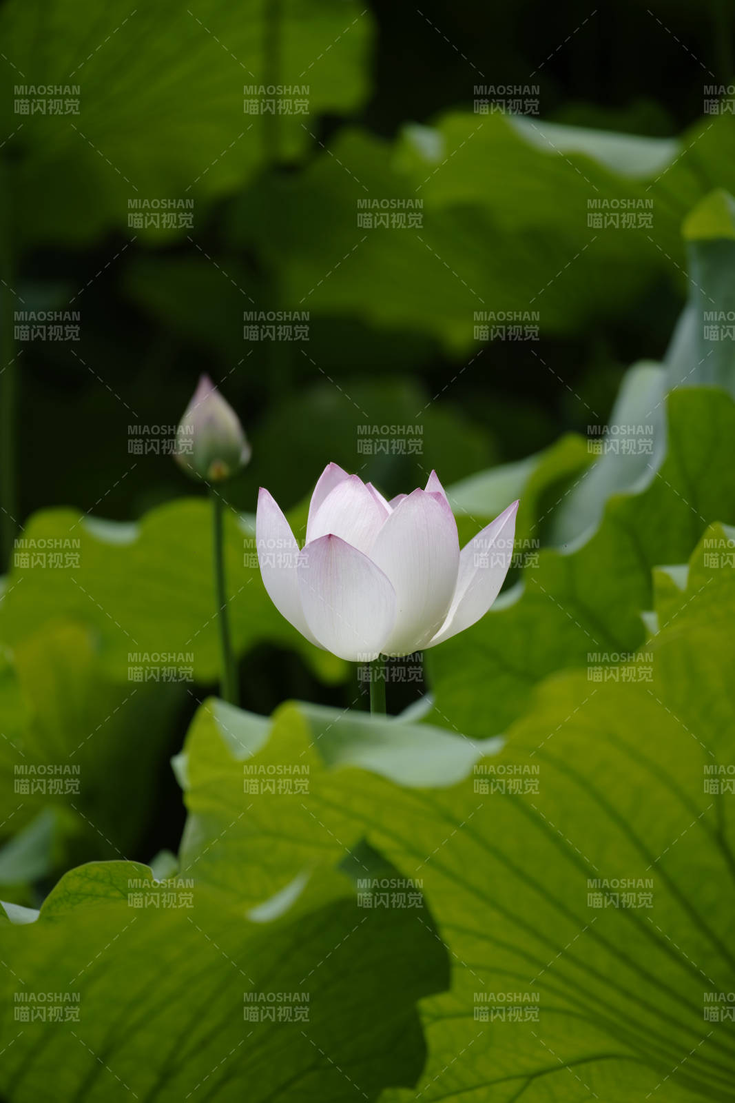 白莲绽放绿叶间图片