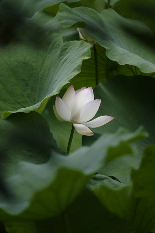 莲叶间白莲绽放图片