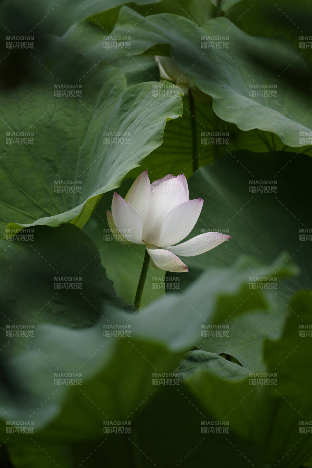 莲叶间白莲绽放图片