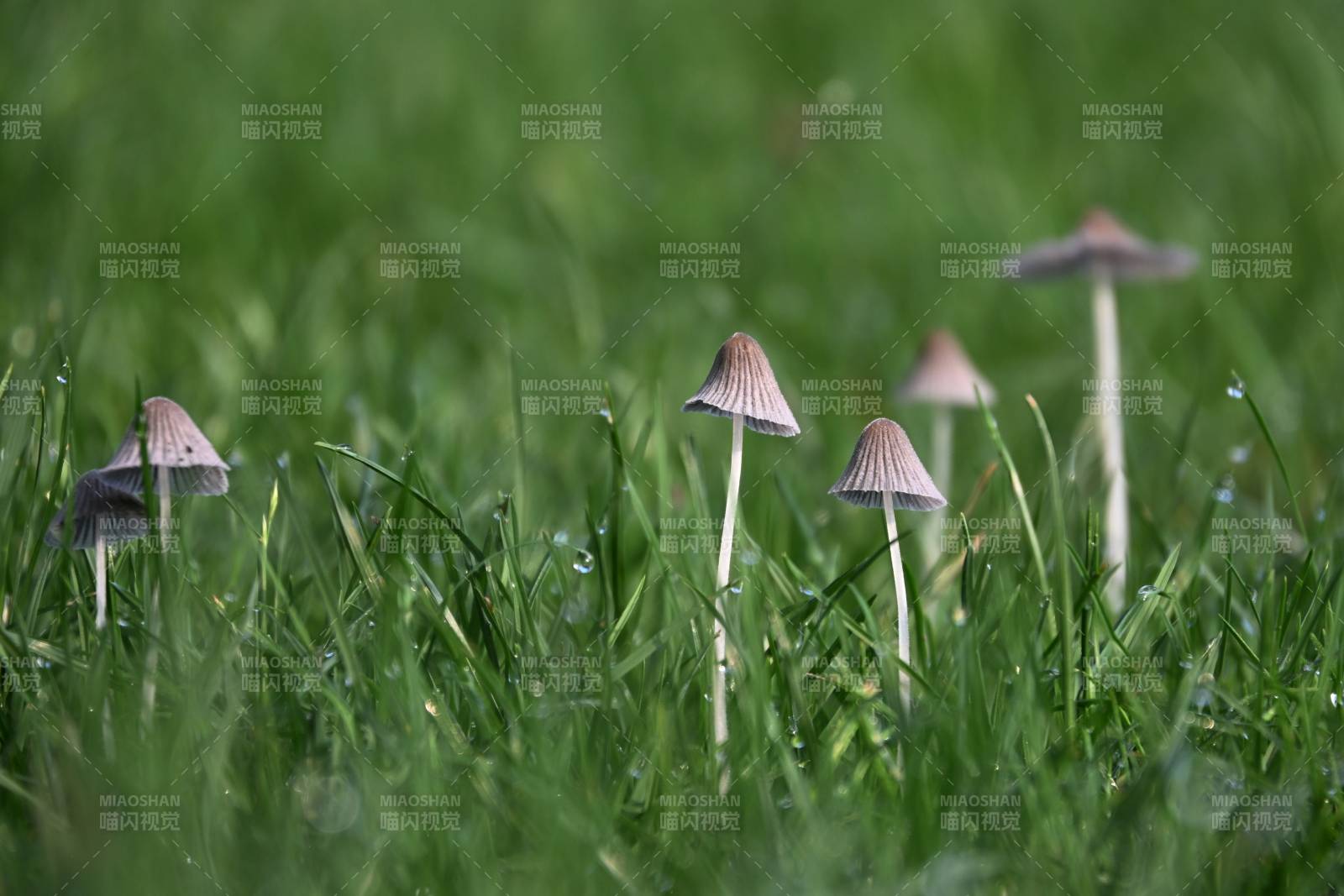 草间小伞影图片