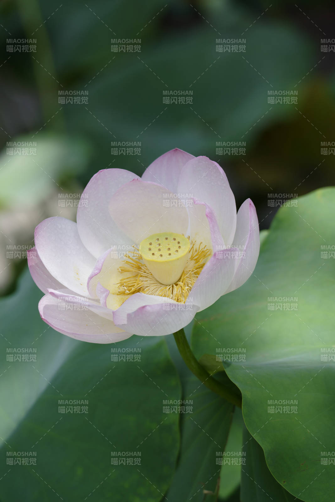 莲花绽放 清新雅致图片