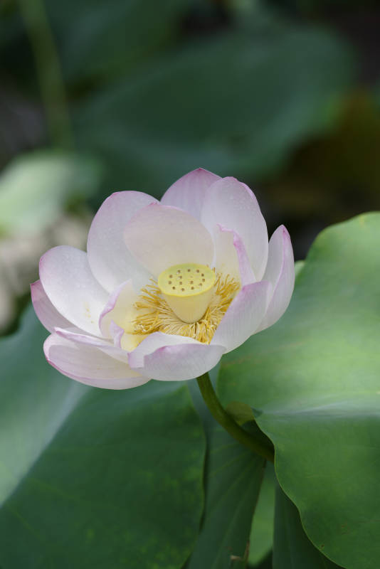 莲花绽放 清新雅致图片