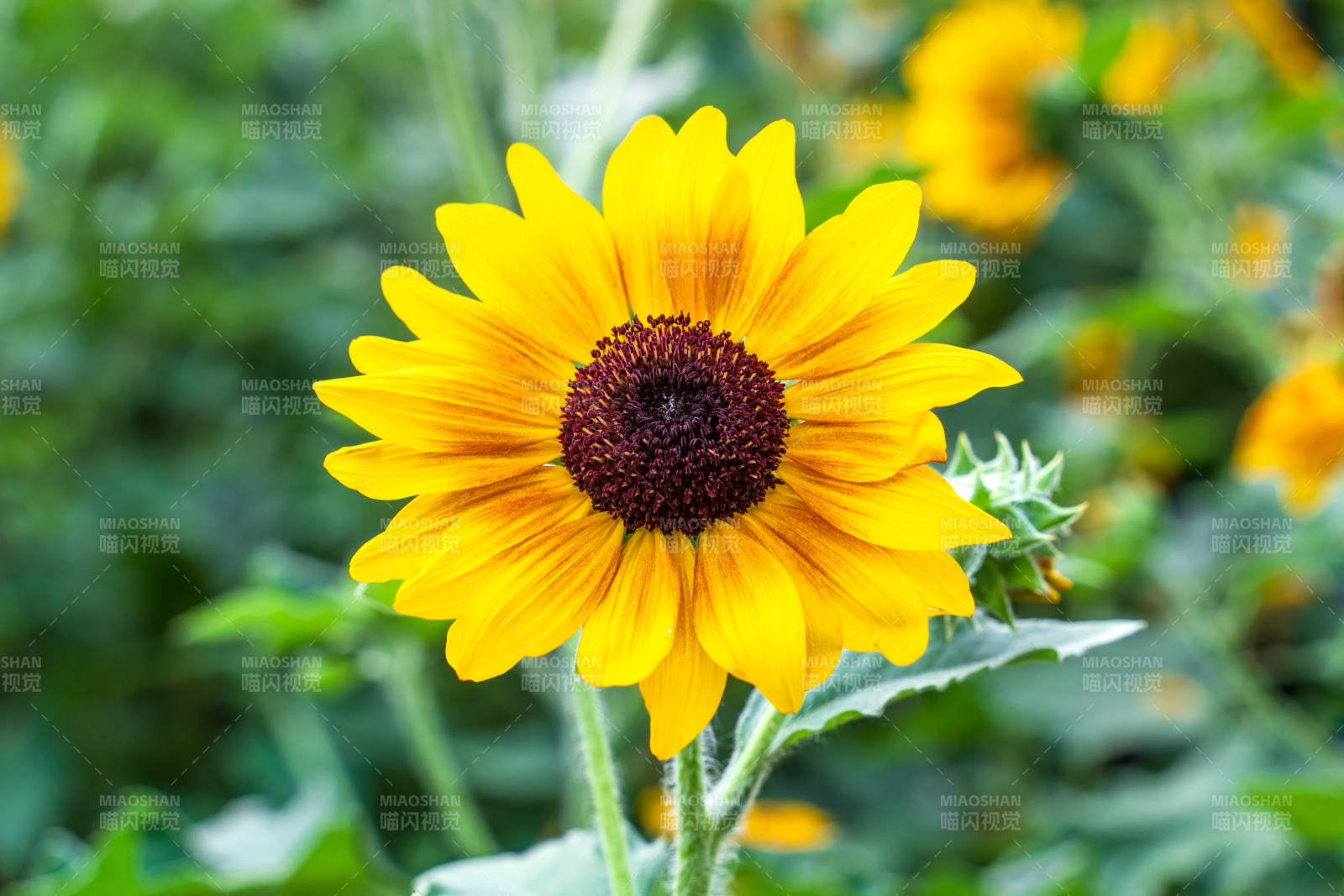向日葵绽放图片