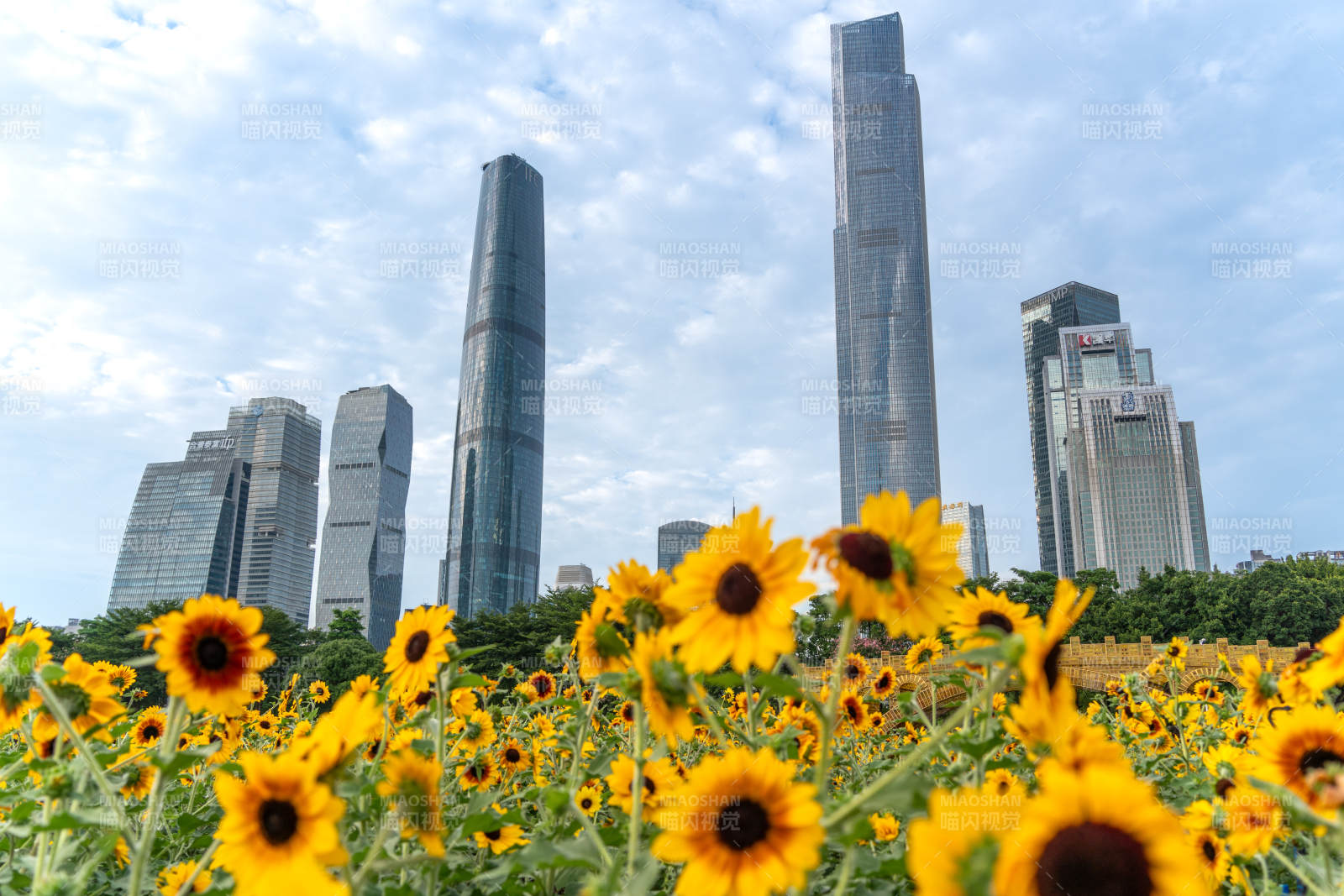 广州港珠江新城下的向日葵花海图片
