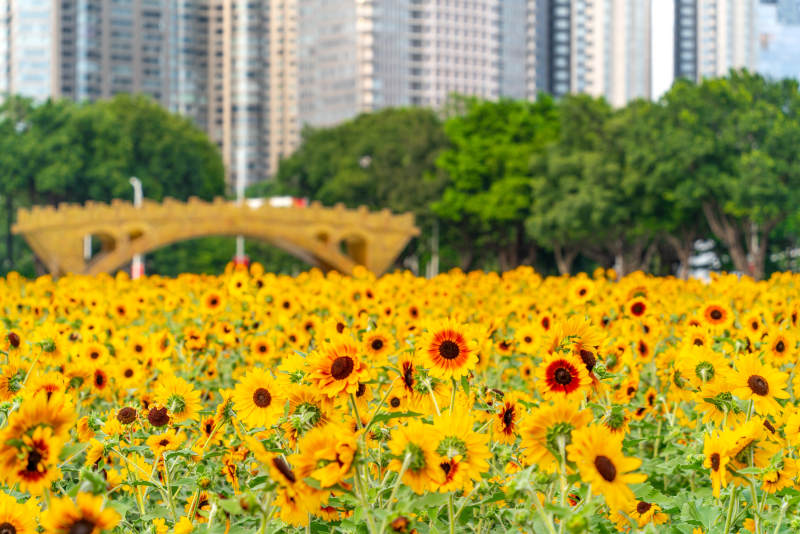 向日葵花海绽放图片