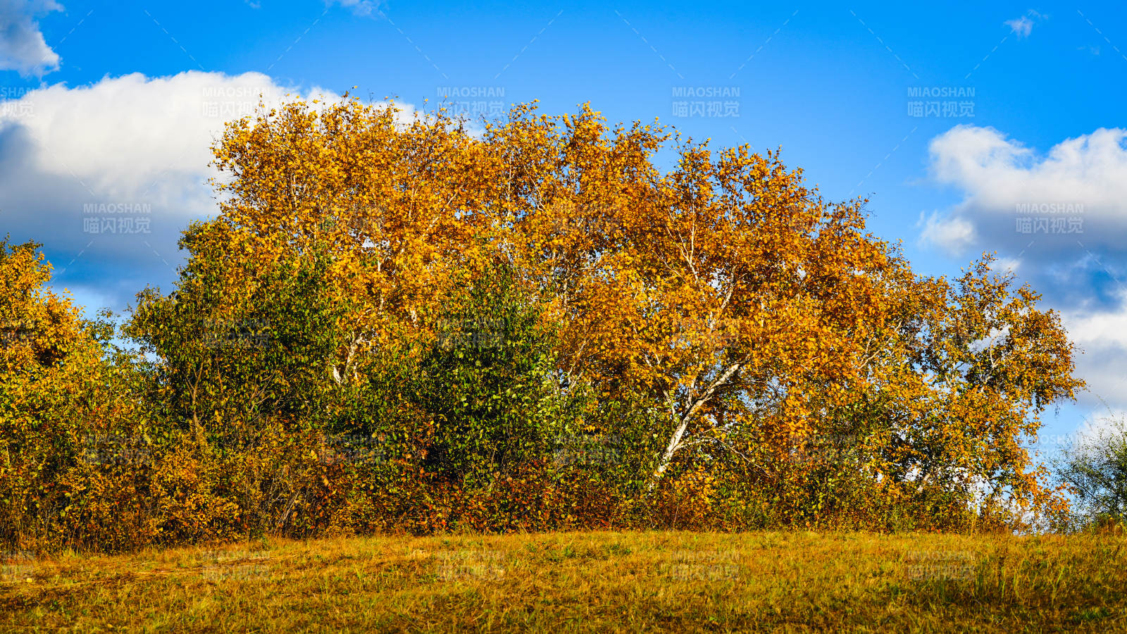 乌兰布统秋日金林图片