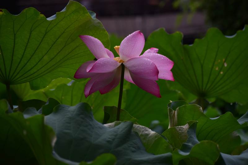 粉莲绽放绿叶间图片