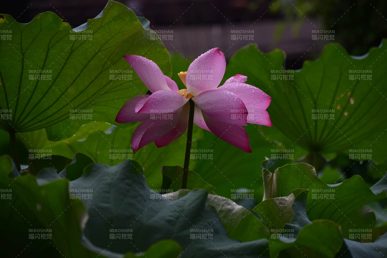 粉莲绽放绿叶间图片