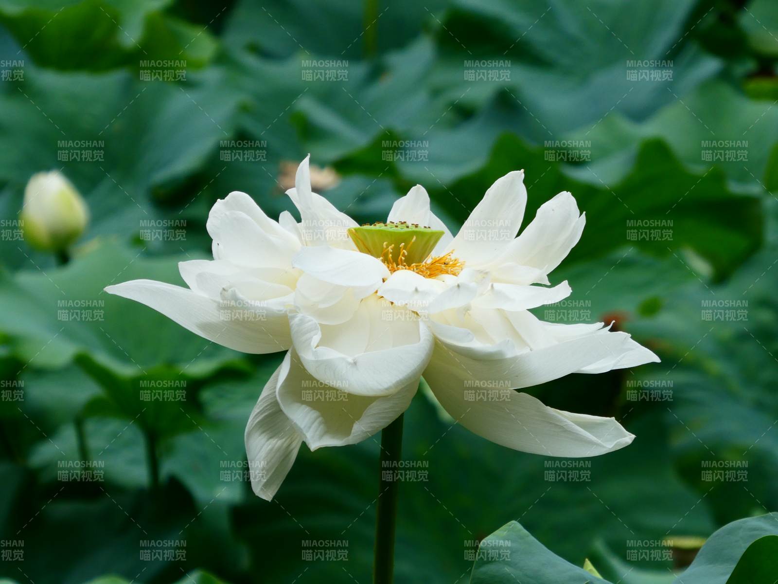 白莲绽放绿叶间图片