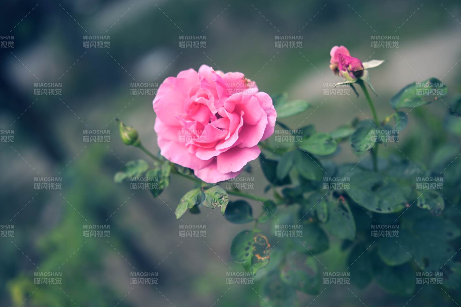 粉玫瑰绽放图片