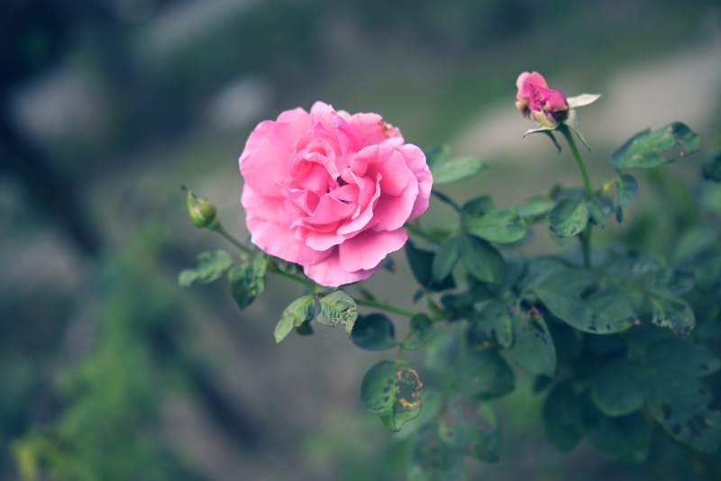 粉玫瑰绽放图片