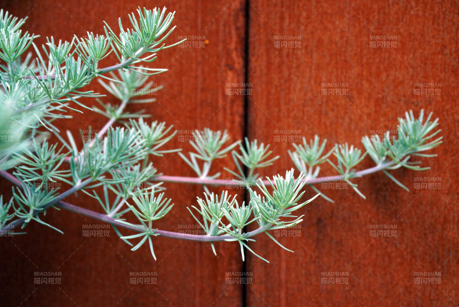 针叶绿植枝条特写深红色背景图片