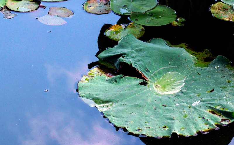荷叶静水映天光图片
