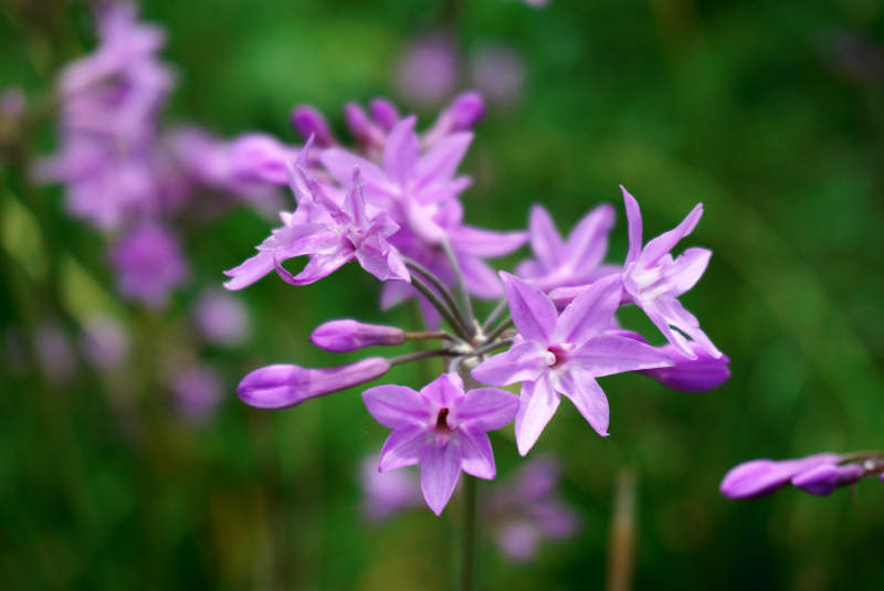 紫娇花绽放 春意盎然图片