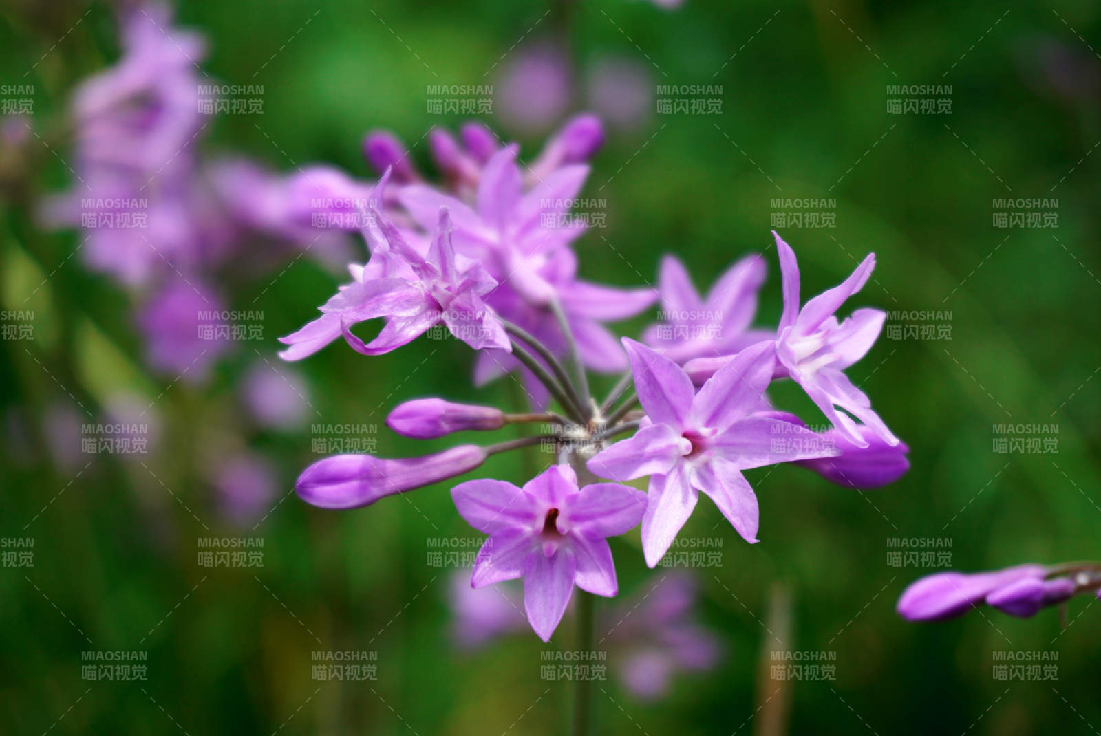 紫娇花绽放 春意盎然图片