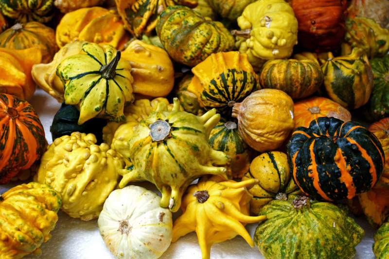 多彩南瓜大集合图片