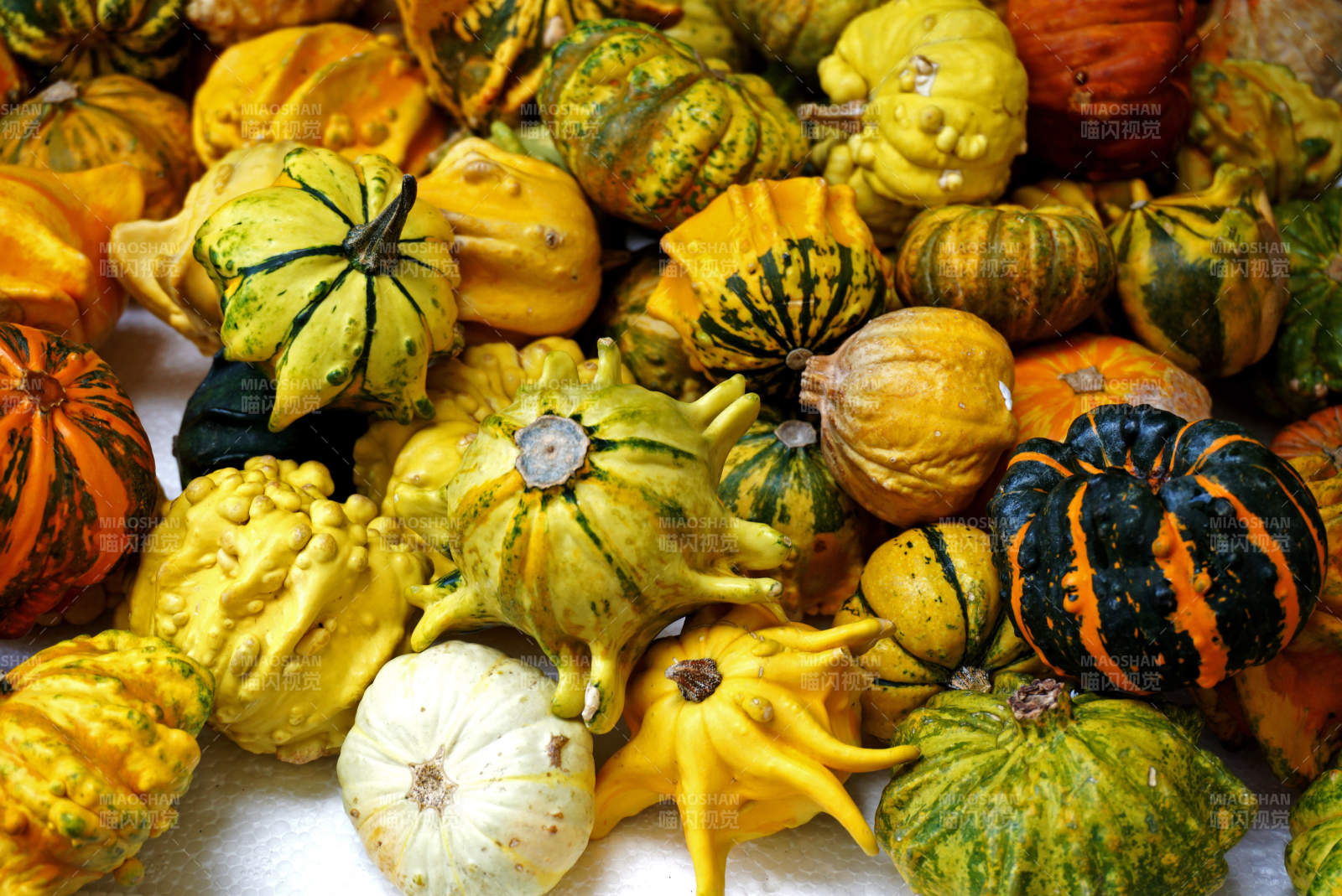 多彩南瓜大集合图片
