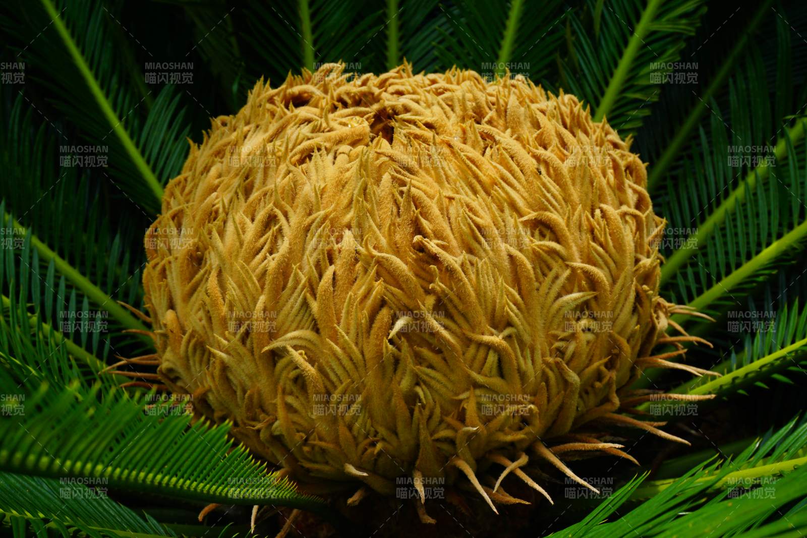 苏铁花绽放特写图片