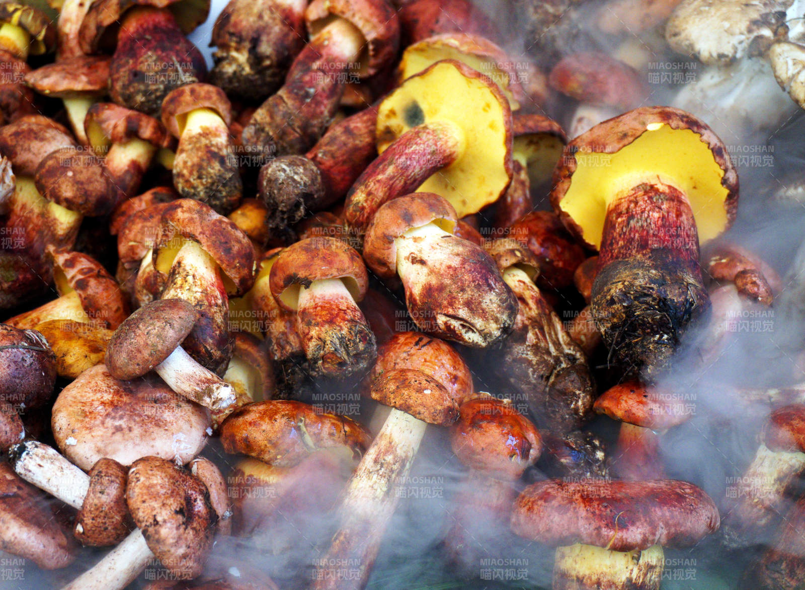 云南野生菌见手青牛肝菌图片