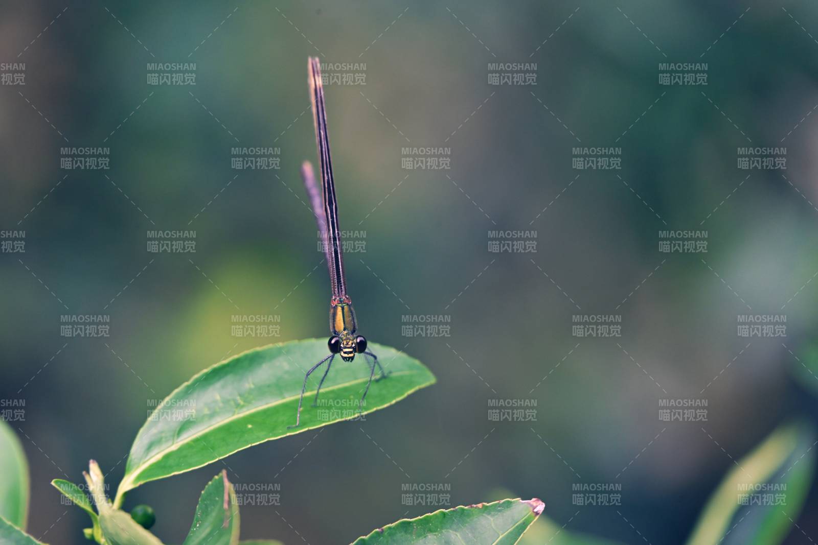 蜻蜓栖叶静谧时图片