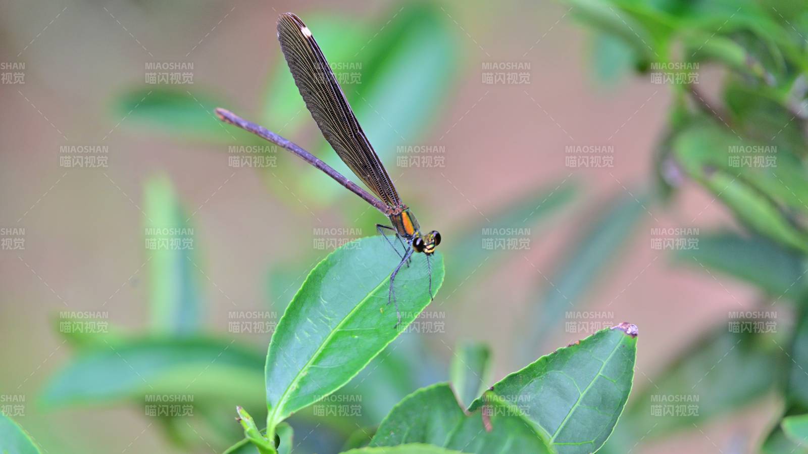 蜻蜓栖叶静观图片