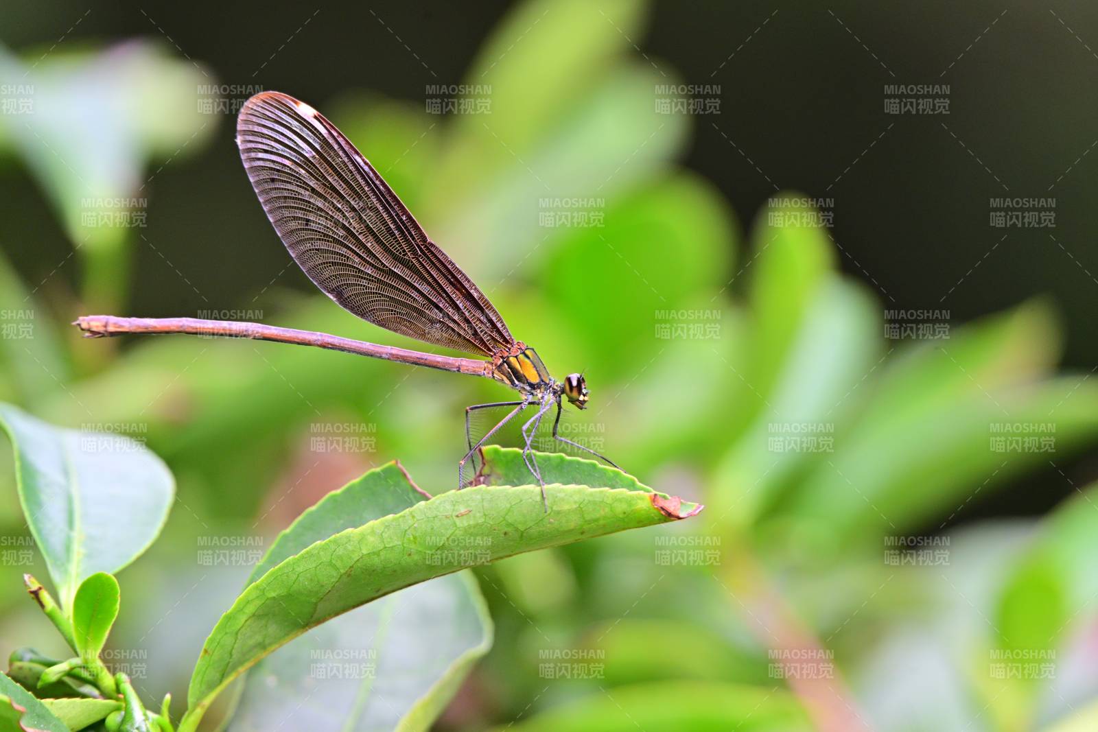 蜻蜓栖叶图片