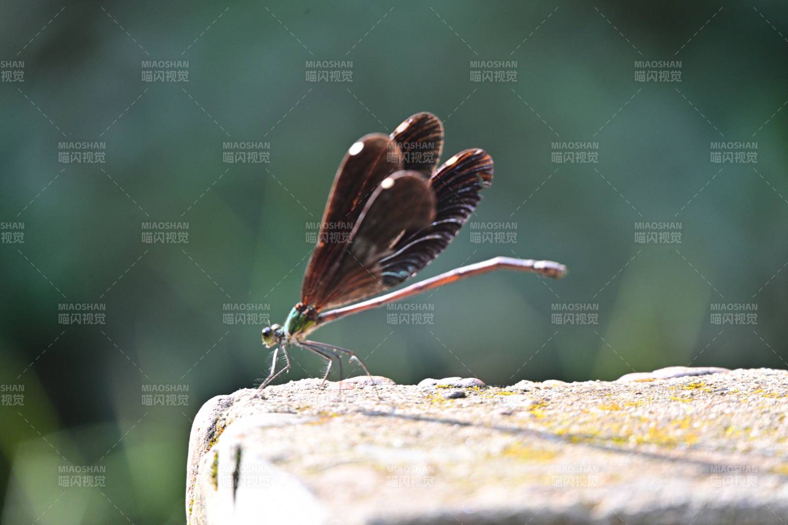 蜻蜓栖石 静谧自然图片