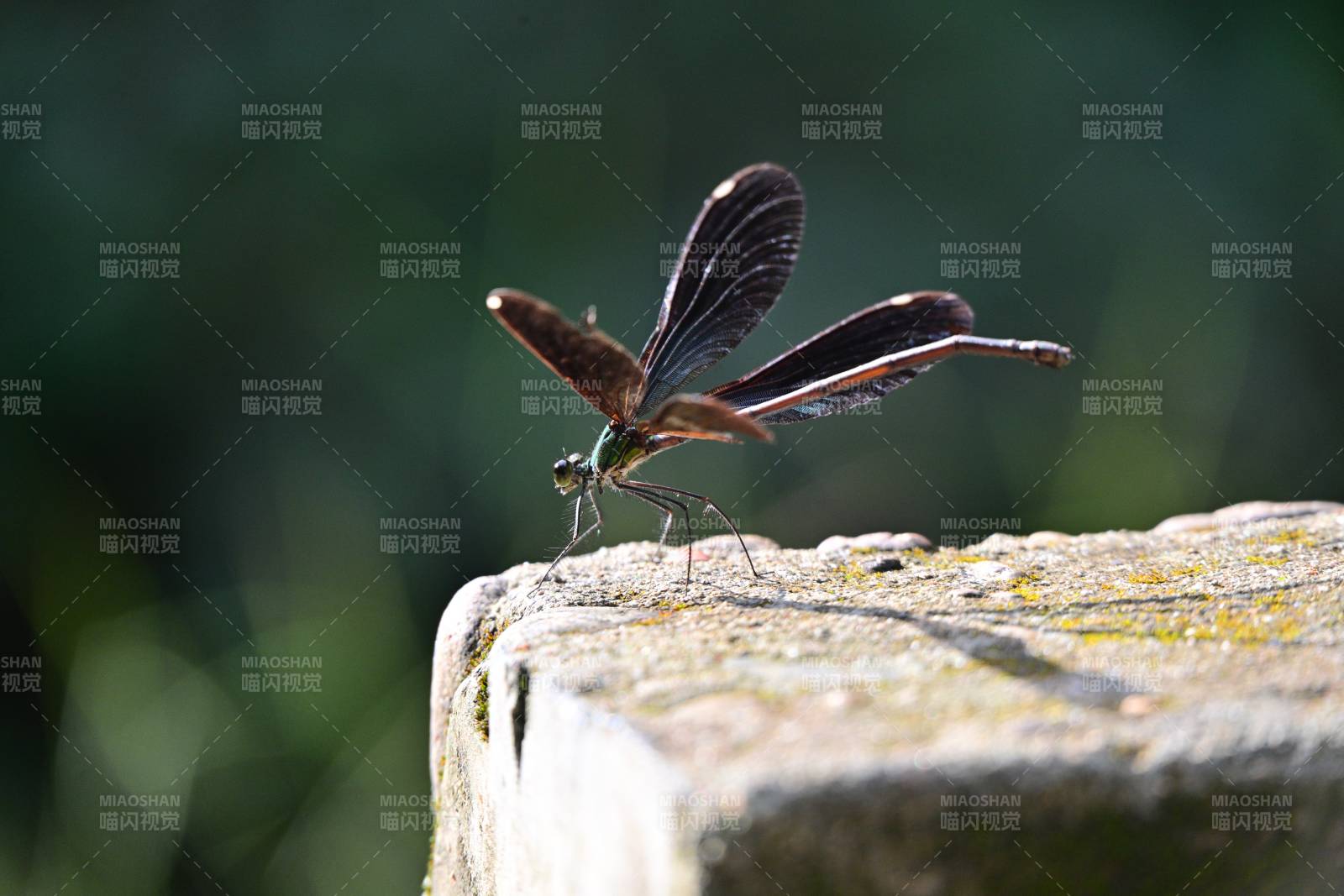蜻蜓栖石 羽翼舒展图片