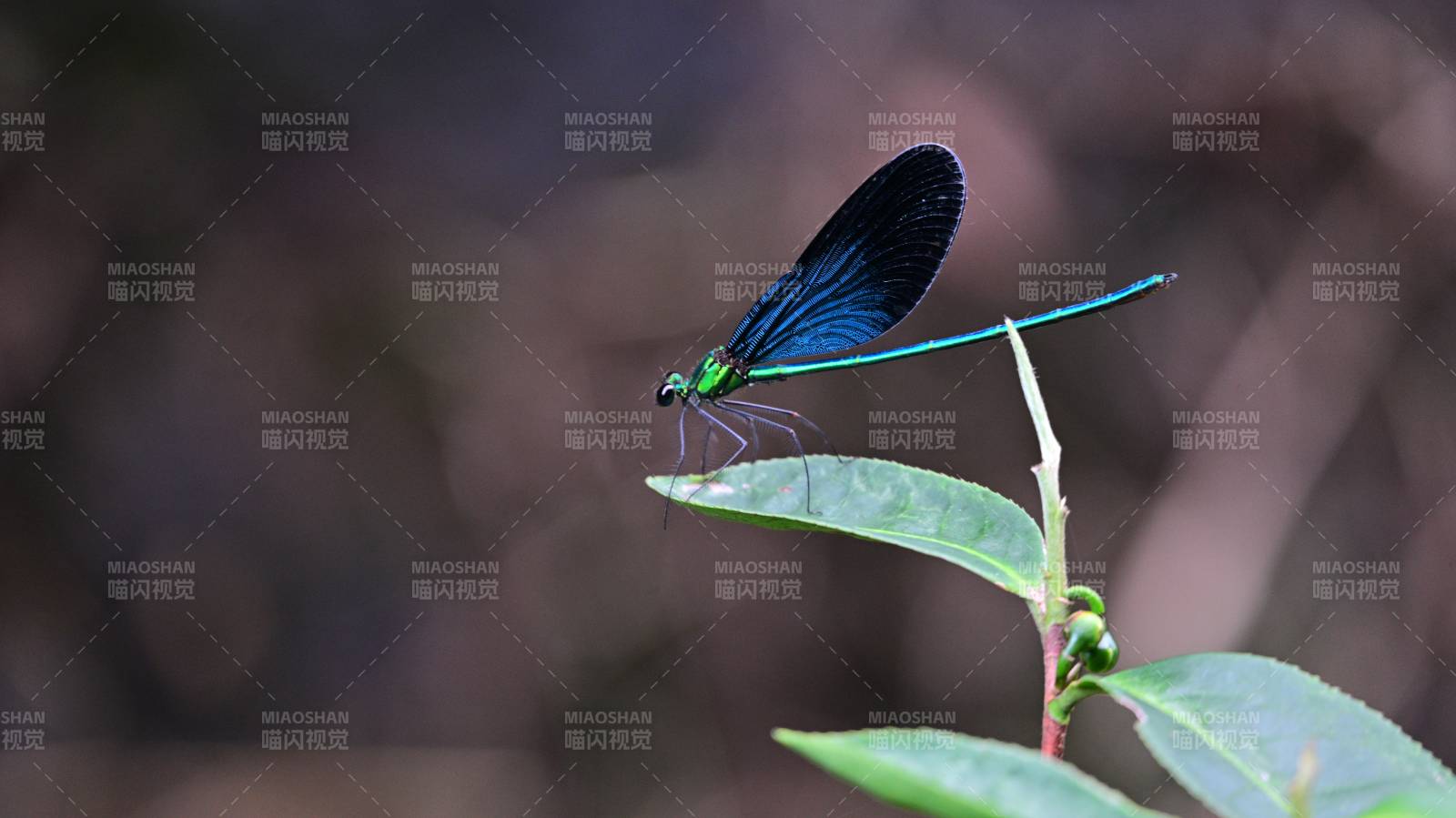 蓝翅蜻蜓栖叶尖图片