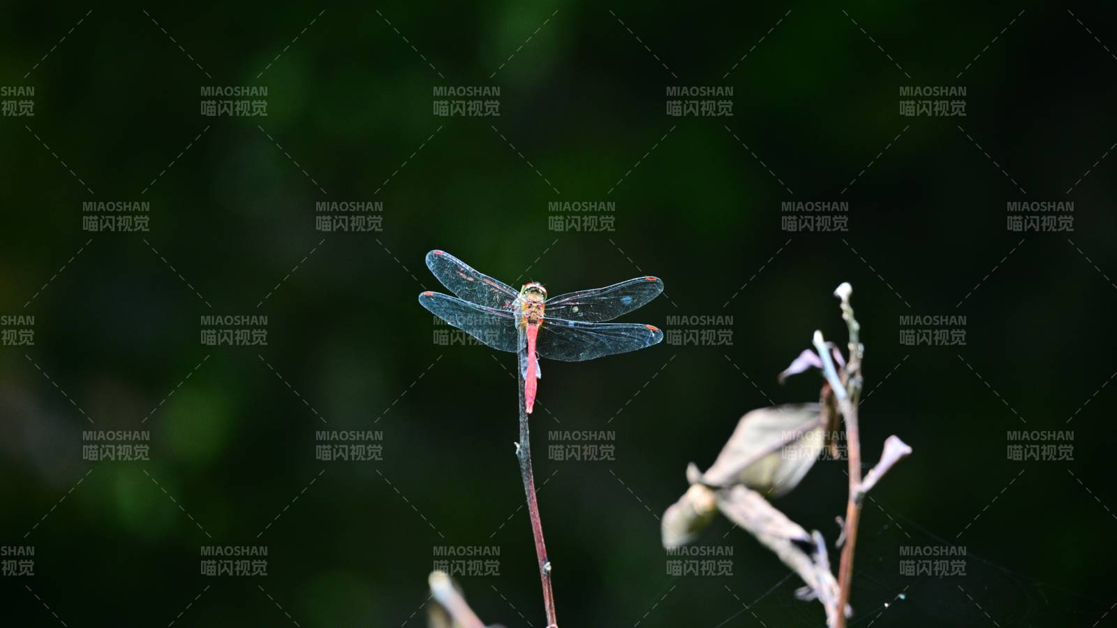 蜻蜓栖息枝头图片