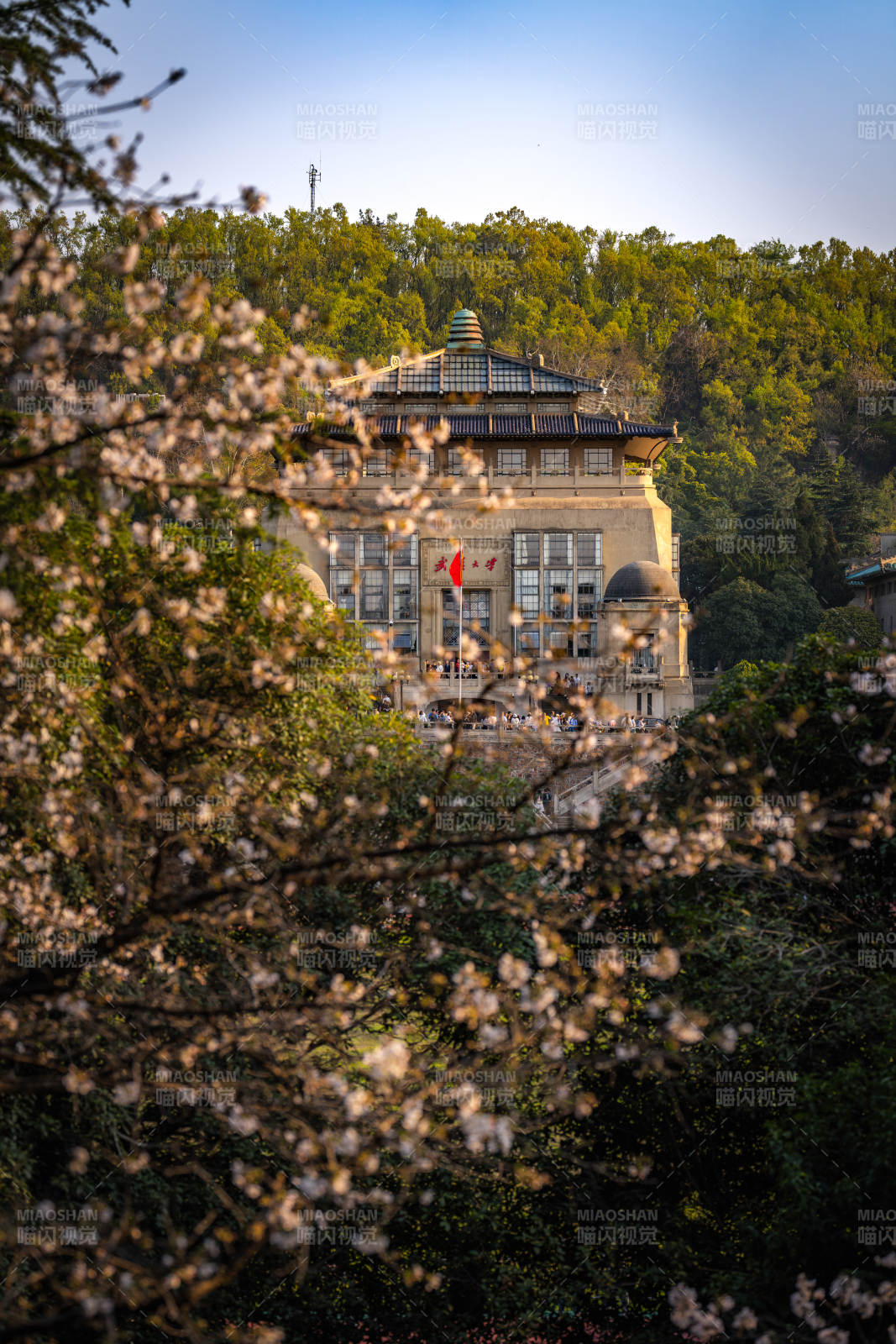 武汉大学樱花图片