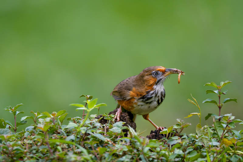 斑胸钩嘴鹛衔虫觅食图片
