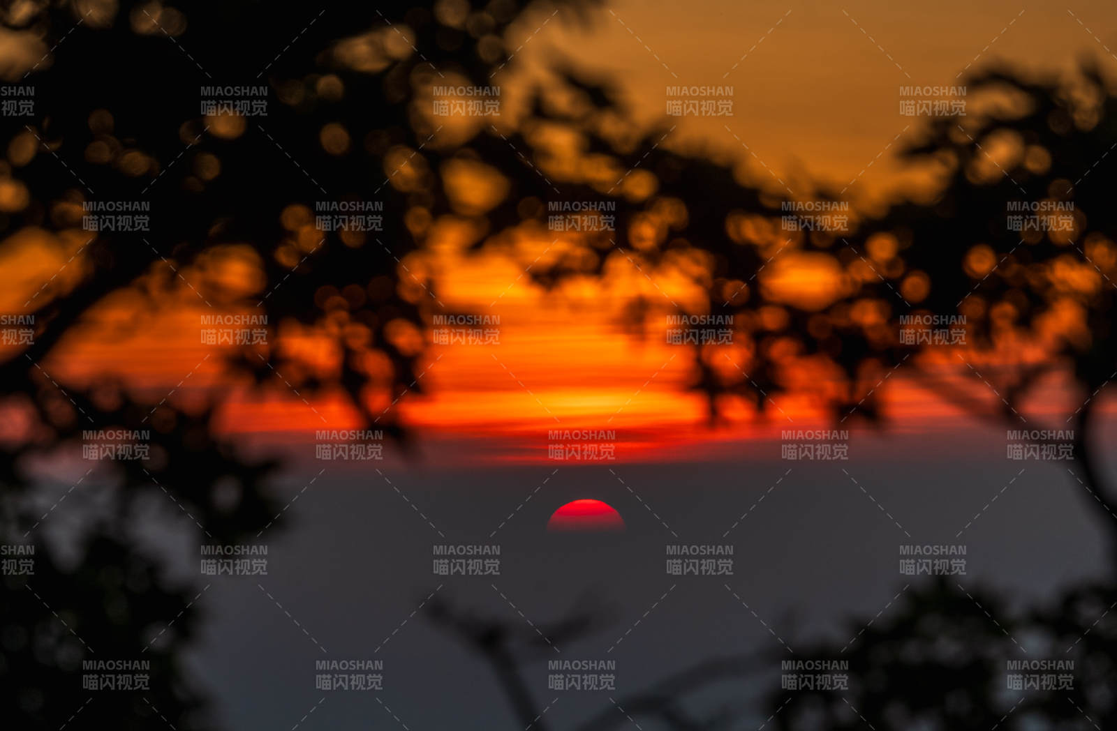 夕阳西下 树影婆娑图片