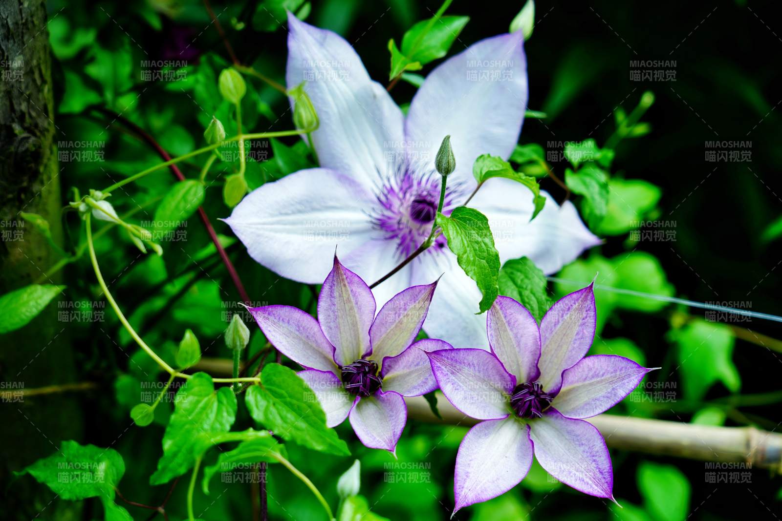 紫白铁线莲绽放图片