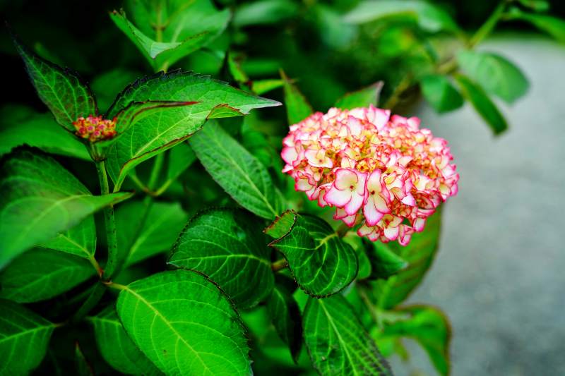 粉花绿叶相映成趣图片