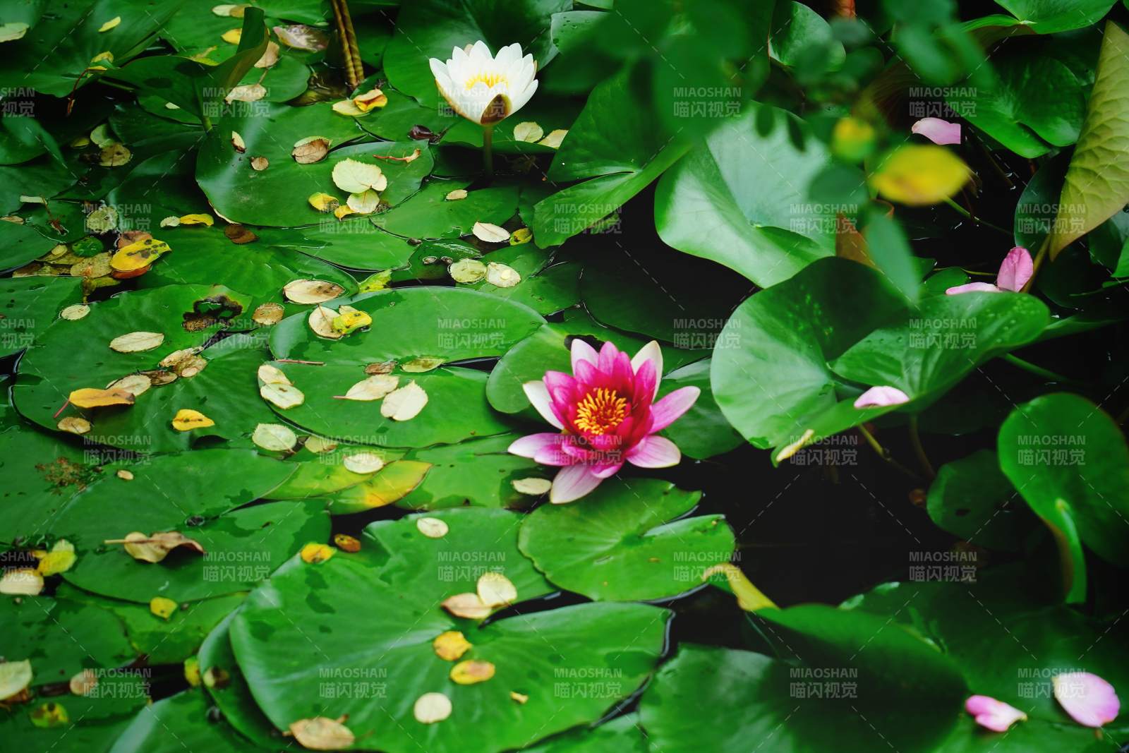 荷花映水绿叶间图片