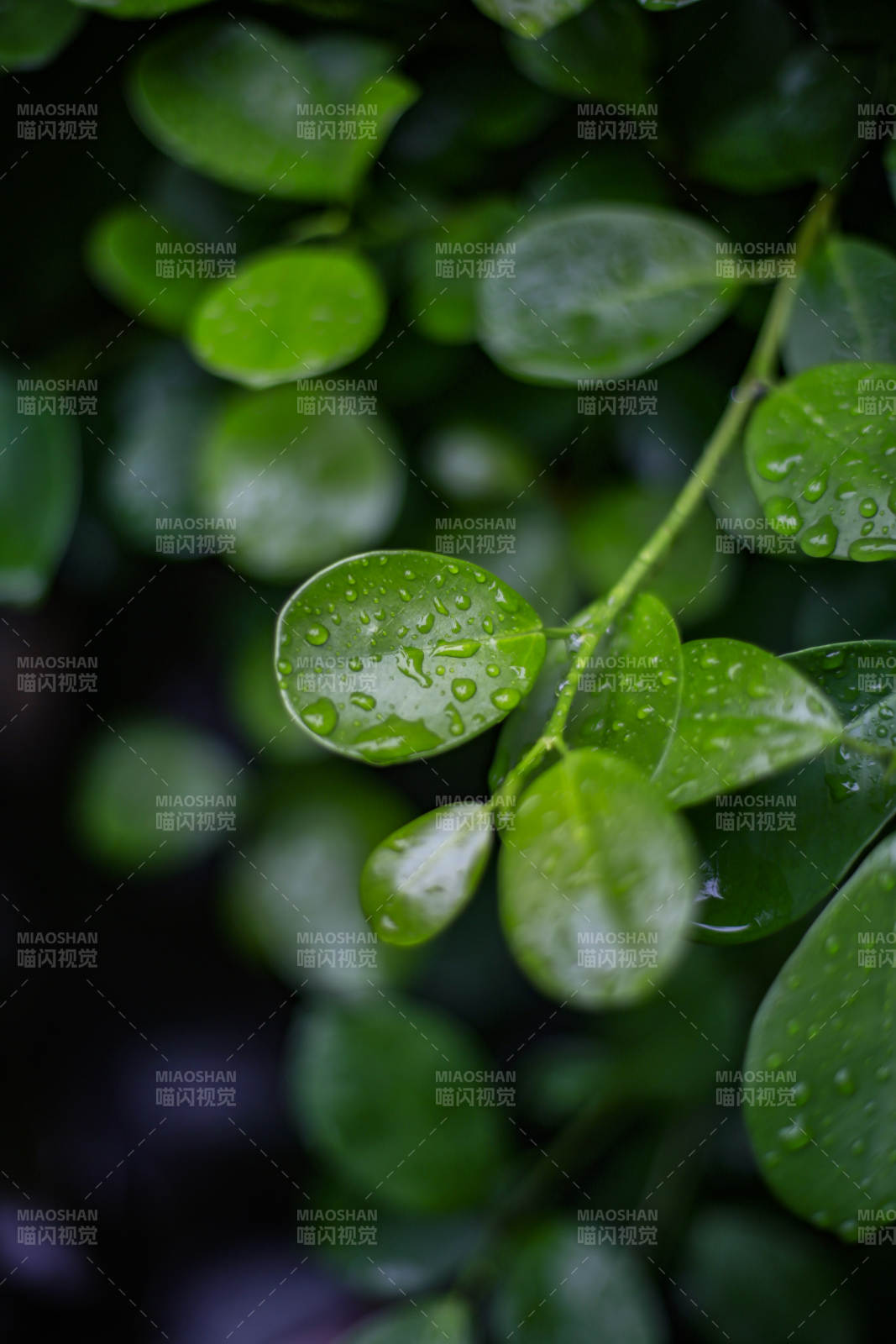 雨后绿叶晶莹图片
