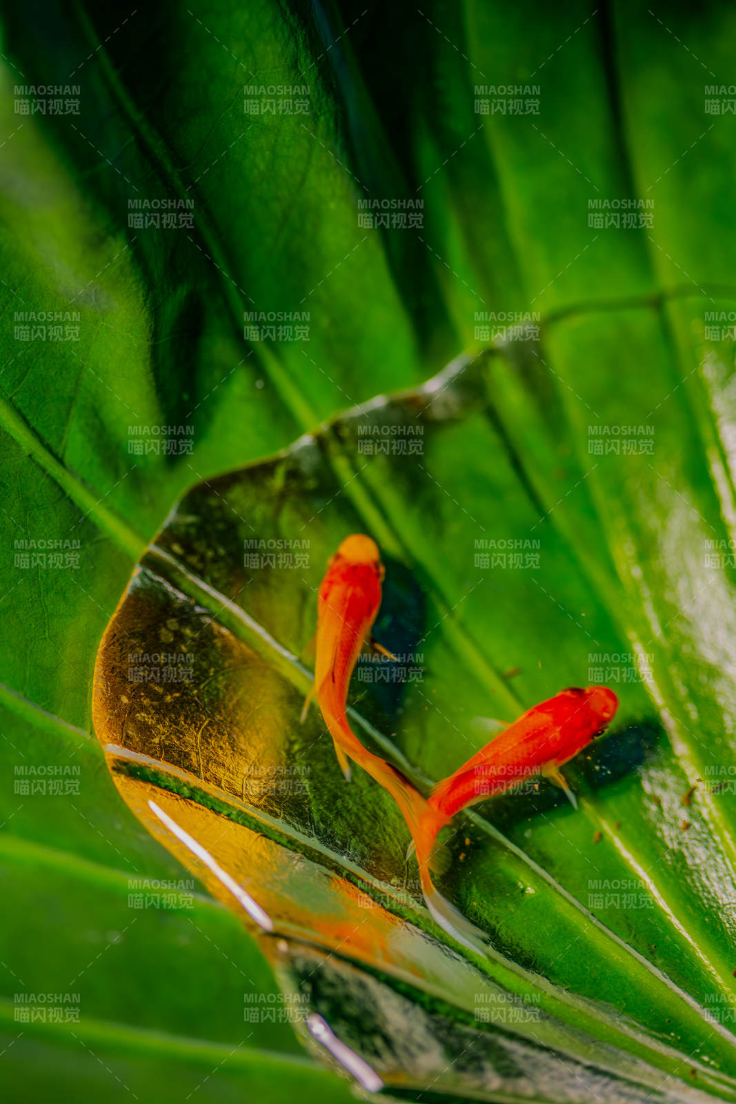 叶上金鱼戏水图片