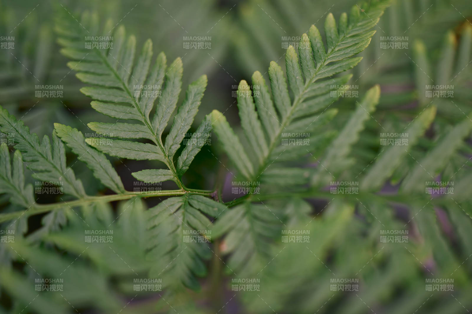 翠绿蕨叶特写图片