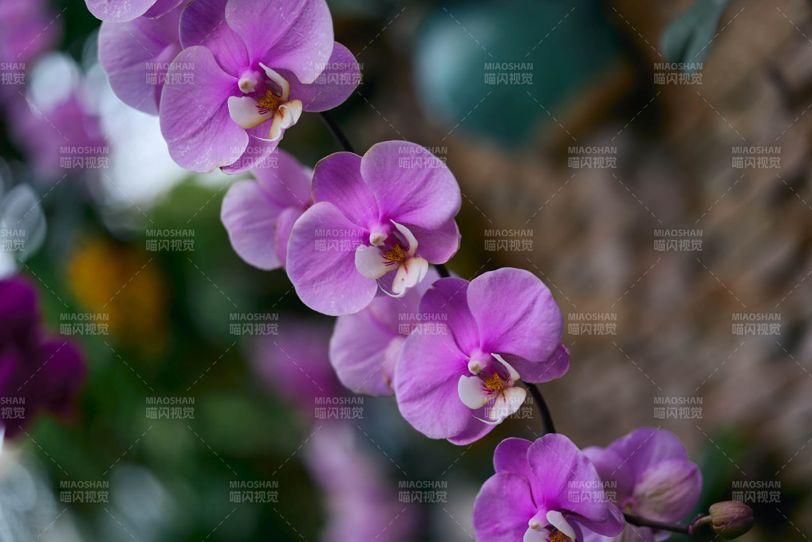 紫色蝴蝶兰绽放图片