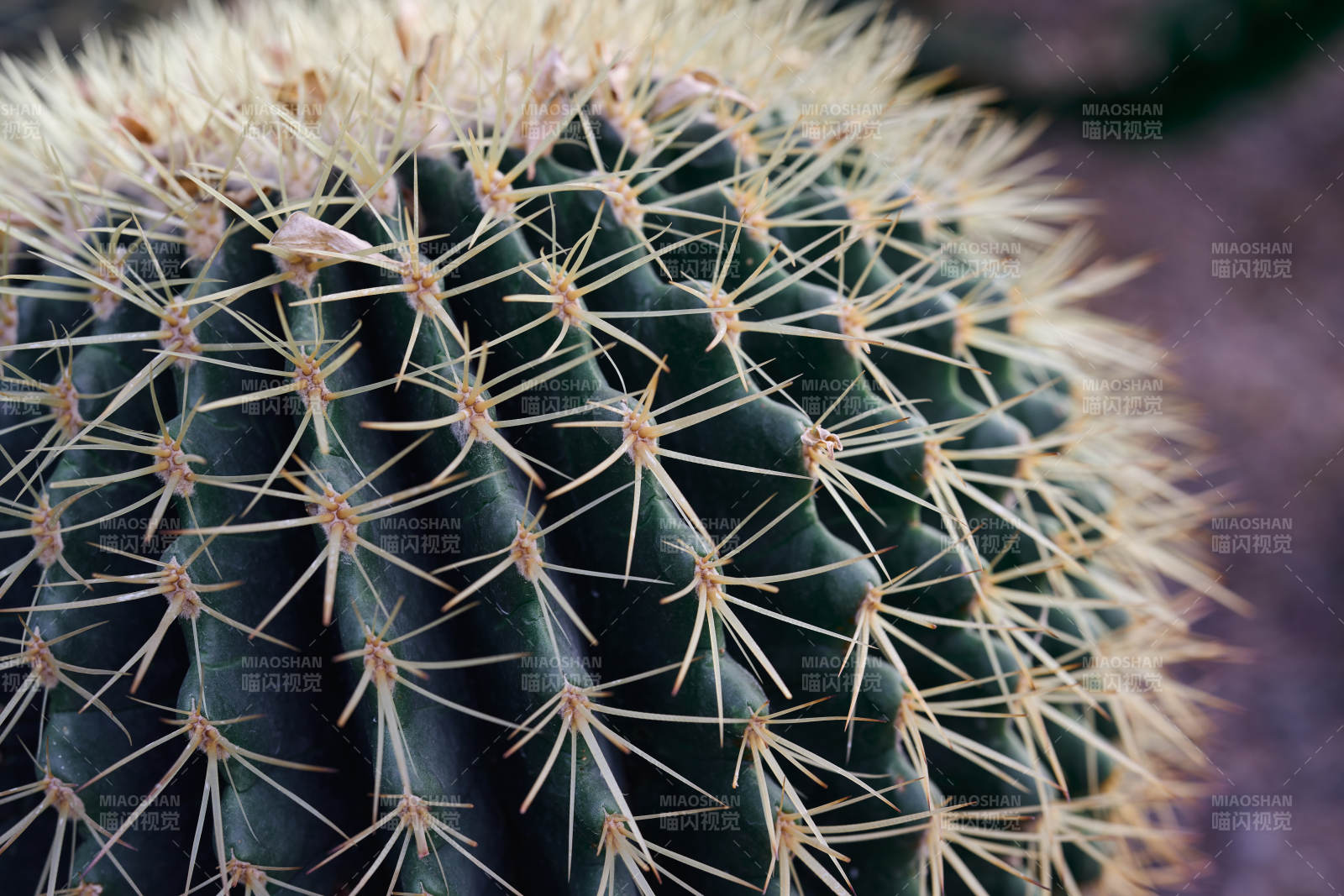 金琥仙人球特写图片