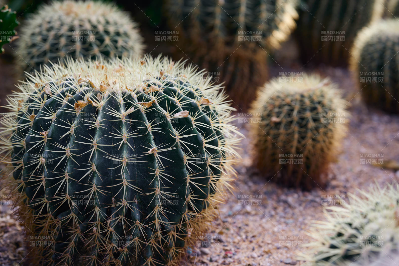 仙人掌群景图片