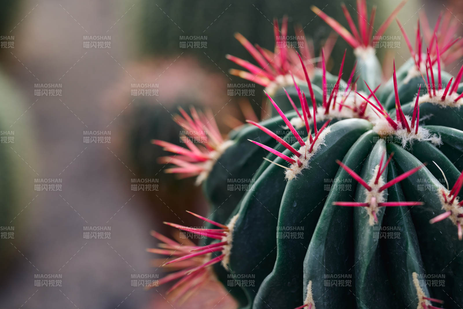 仙人掌的红刺图片