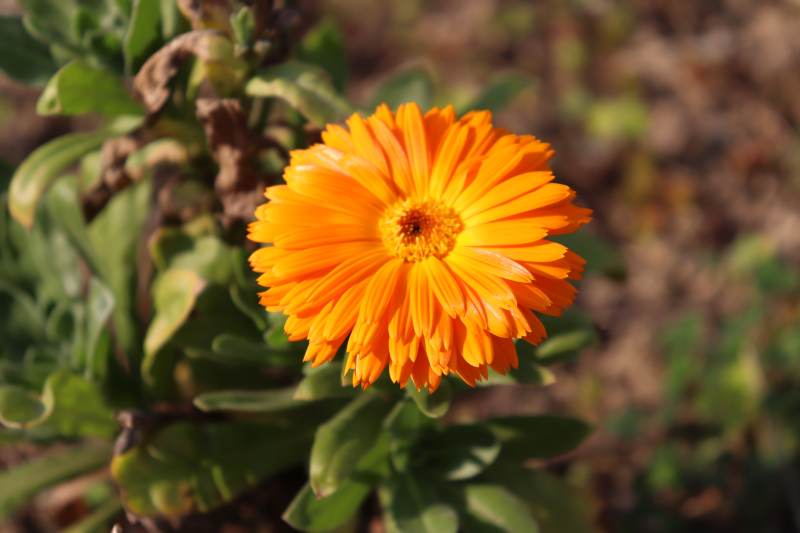 金盏花绽放图片